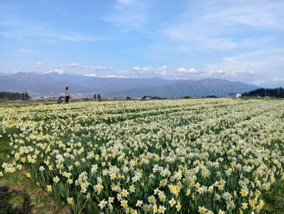 伊那路２０２５桜　【３】光前寺