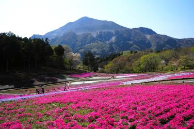 春の秩父・芝桜と武甲山の羊山公園