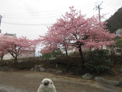 鬼怒川で桜と温泉を堪能withゴエモン　前編