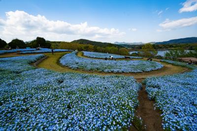 るるパークのネモフィラ　2025