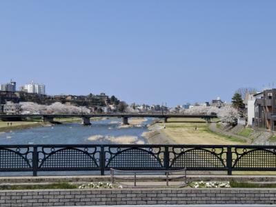 20年以上ぶりに金沢・犀川べりで桜のお花見