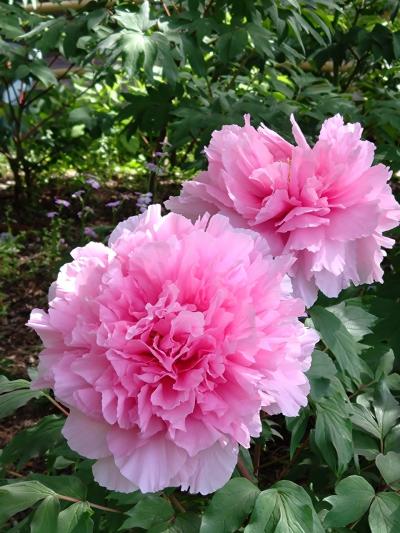 筥崎宮　ぼたん祭りに行ってきた・大輪のぼたん