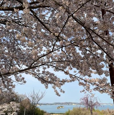 桜前線追いかけ東北へ１松島と船岡城址と蔵王のキツネたち