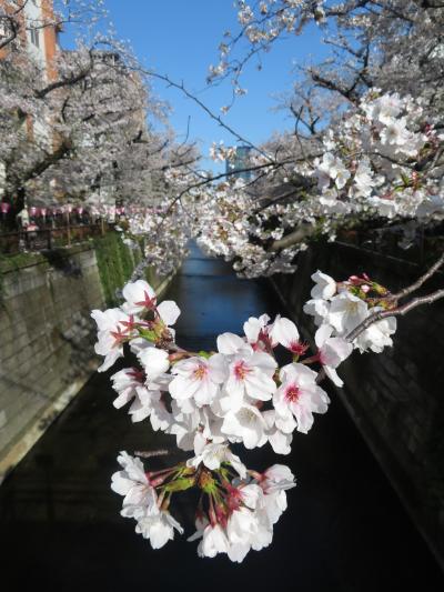 東京 桜の名所巡り