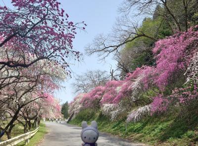 わたらせ渓谷線にのってはなももを見に行こう♪