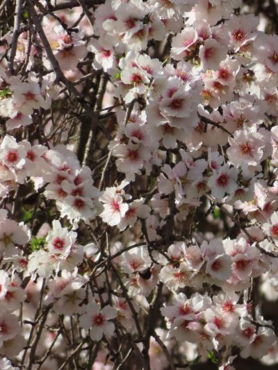 2025.2 アーモンドの花と鈴なりのオレンジに癒される 2月のアンダルシア 4.アーモンド色のグラナダ