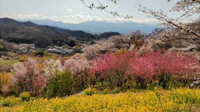 花見山～生け花の里迄ハイキング