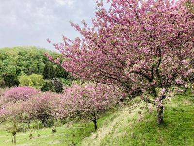 太田　歳　　高野山 高野山(和歌山県)の過去のアメダス(2025年08月20日) - 日本気象