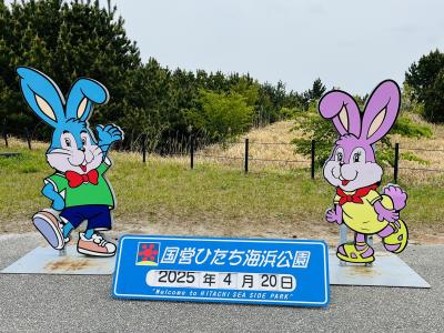 国営ひたち海浜公園でネモフィラとチューリップ＋あしかがフラワーパークで藤の花／いちごの里で昼食といちご狩り
