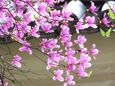 ２０２５年４月　新西国三十三霊場、兵庫・川西から大阪・豊中を巡拝します！