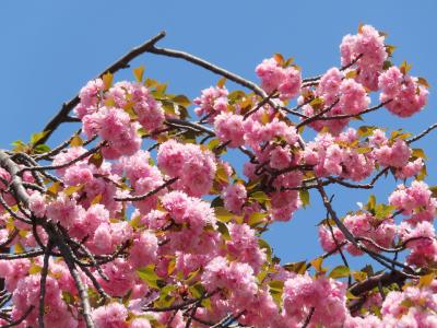 八重桜を見に菊名カーボン山公園へ。