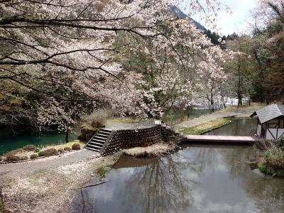 飛騨せせらぎ街道ドライブ～郡上八幡城から大原カタクリ群生地を目指して