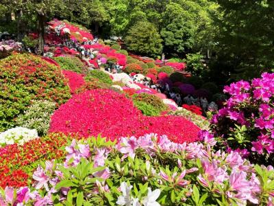 ツツジを求めて-都内、根津権現・六義園・練馬