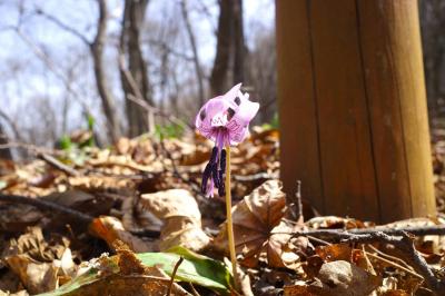 御前山ハイキング