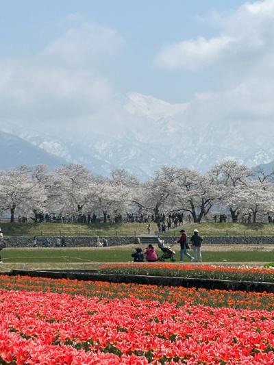 あさひ舟川「春の四重奏♪」を見に行ったけれっど、「ほんのり春の三重奏～♪」でした。