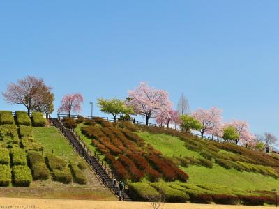 「八王子山公園」のサクラ_2025(2)_ソメイヨシノと枝垂れ桜が満開でした（太田市)_
