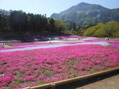 2025年羊山公園の芝桜日帰り旅
