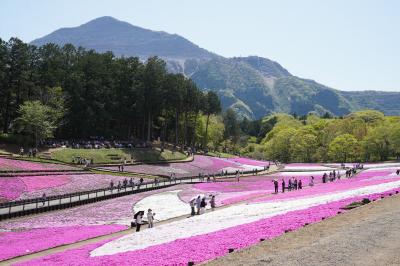 20250421-1 秩父 御花畑駅そば店でしゃくしなそば → 慈眼寺 → 秩父神社 → 羊山公園の芝桜が見頃