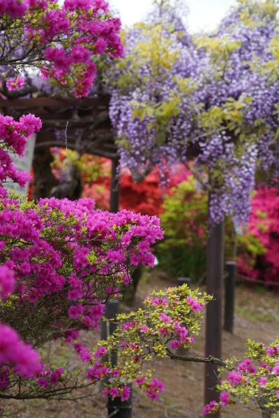 20250422 館林 製粉ミュージアム → 花山うどんの鬼ひも川 → 鶴生田川の鯉のぼり → つつじが岡公園のつつじまつり → 茂林寺の狸