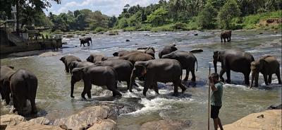 スリランカ周遊 大自然満喫の旅⑥(６日目 ピンナワラ・コロンボ)