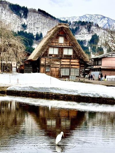愛知（名古屋）岐阜（郡上八幡/高山/白川郷）の旅　2日目（25/03/28 - 25/03/3０）