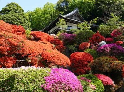 川崎のつつじ寺、等覚院を訪ねました