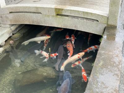 2025冬 山陽06：山陰の小京都 津和野 高砂酒造、森鴎外旧宅、日本遺産センターと湯田温泉の足湯　