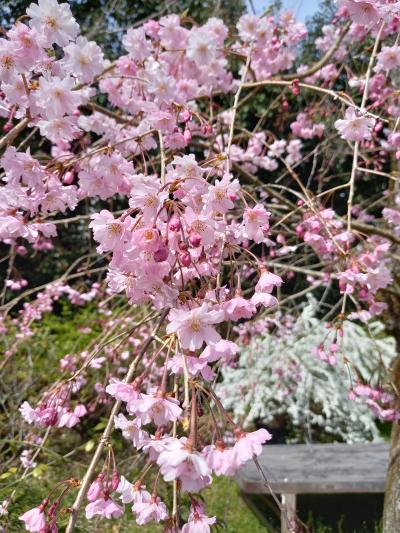 平野神社の夜桜と原田苑の枝垂れ桜が見事でした