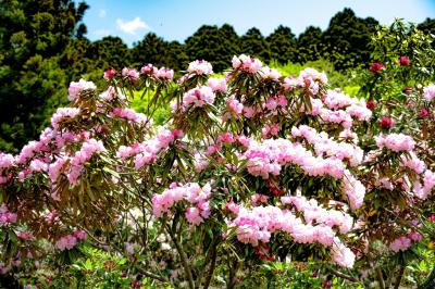 長安寺のシャクナゲ　2025