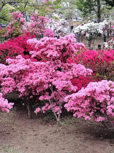 練馬区の平成ツツジ公園に行きました