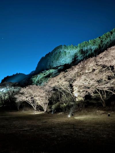 《2025.April》あみんちゅなにげに関西街歩きの旅奈良そのⅩ~曽爾村屏風岩夜桜ライトアップ編~