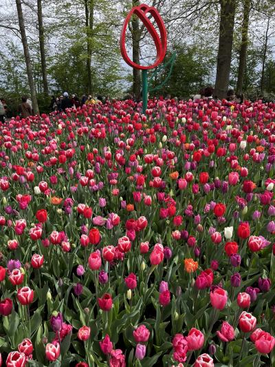オランダ・ベルギー チューリップ三昧の旅2
