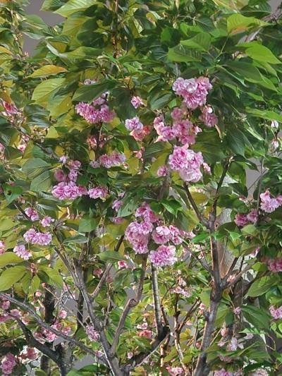 ぐるっと西日本、四国から