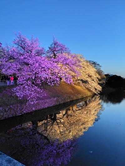 春の福岡☆満開の桜と食い倒れ～～セールのジェットスターで行く1泊2日の旅