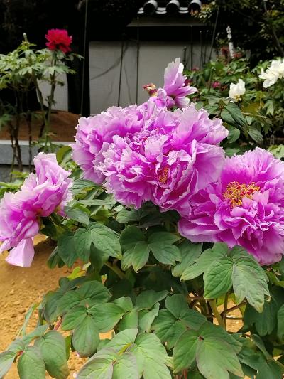 足立区・西新井大師に牡丹・藤鑑賞をしました（´・ω・｀）