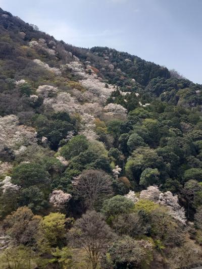 嵐山と別府公園の桜