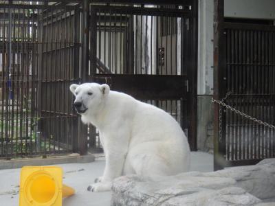 しろくまピース、ずっと元気でね！愛媛とべ動物園訪問記・・あるいは日本百名城79城目