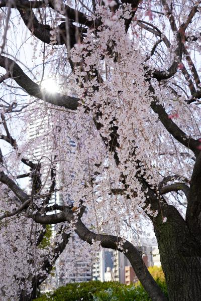 近所の桜
