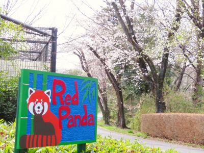 動物の赤ちゃん名前投票と桜満開前の埼玉こども動物自然公園（前）クオッカとコアラと赤ちゃんとリンゴなかったレッサーパンダ～満開前の桜と乳牛たち