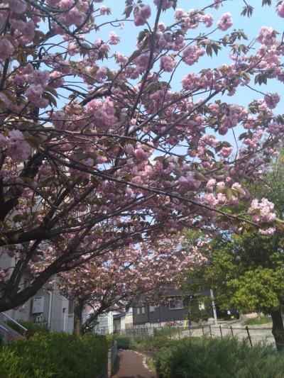 旅行体験記2025~大東~関西生活5年目!大阪の魅力再発見、花見旅。