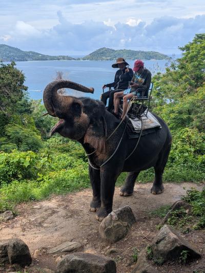 タイガーパークで、トラを枕に昼寝？？ゾウ乗りと　象とプールで触れ合った貴重な体験！