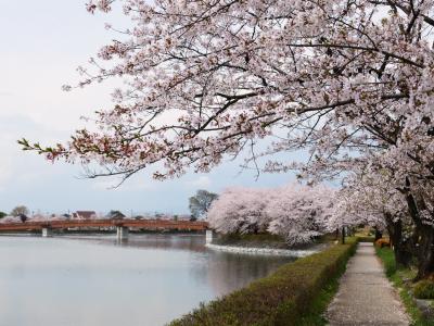 「波志江沼環境ふれあい公園」のサクラ_2025_満開のサクラが散り進んでいました（伊勢崎市）