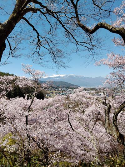 2025春桜愛でる*.・高遠城址公園*.・