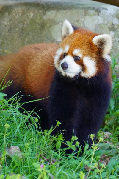 レッサーパンダはかわゆい !!! プルプル通信 11 安佐動物公園