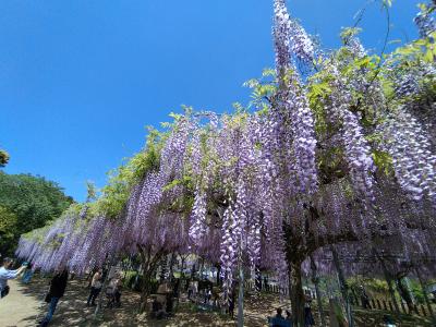 花より団子 玉名 春の花めぐり & グルめぐり (山田の藤、田原坂・大津山阿蘇神社のツツジ)