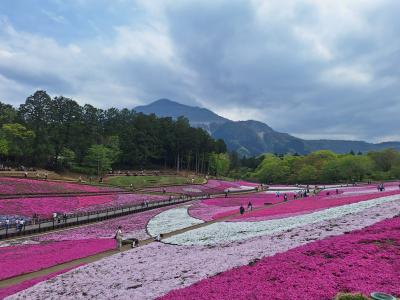 【2025年】4月22日　見ごろとなった羊山公園の芝桜と平賀源内ゆかりの法長寺