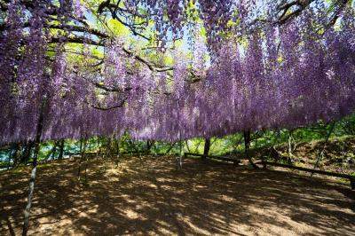 千財農園のフジ　2025