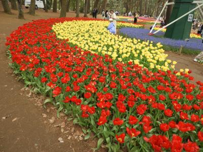 横浜駅発「ひたち海浜公園」日帰りバスツアー