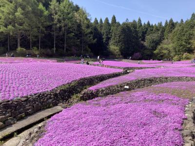 日帰りドライブ　花のじゅーたん　丹波篠山