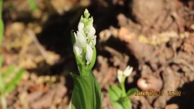 キンラン、ギンランが見られました